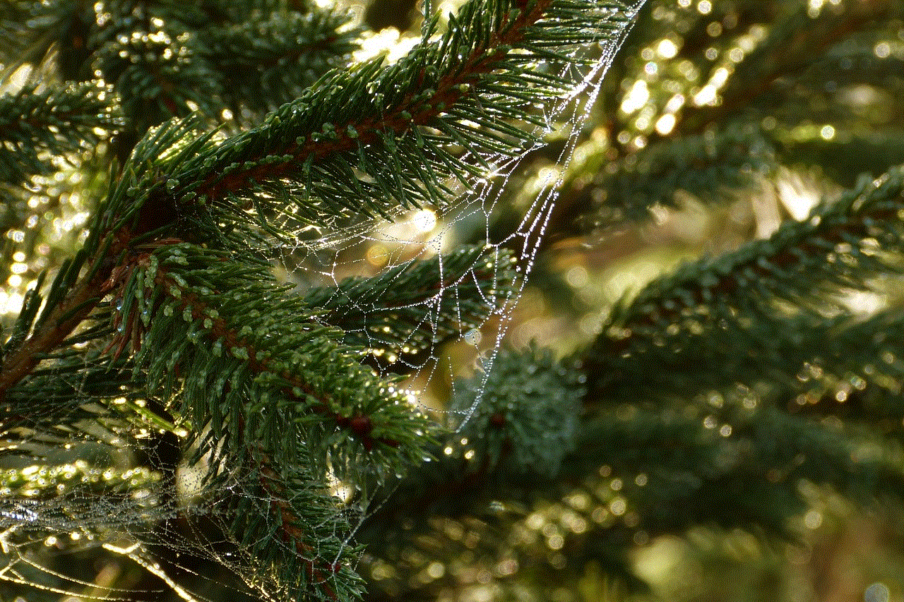 Pine Trees Cobweb