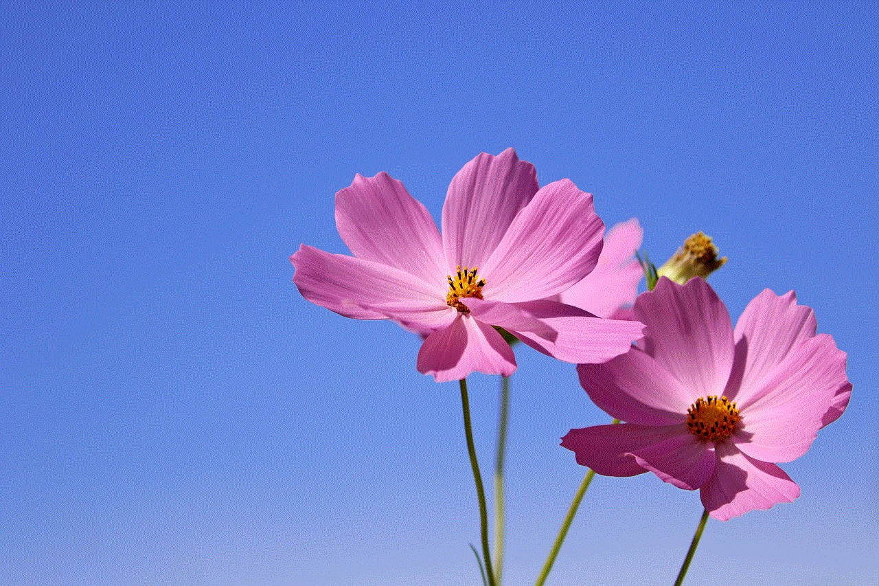 Cosmos Flower