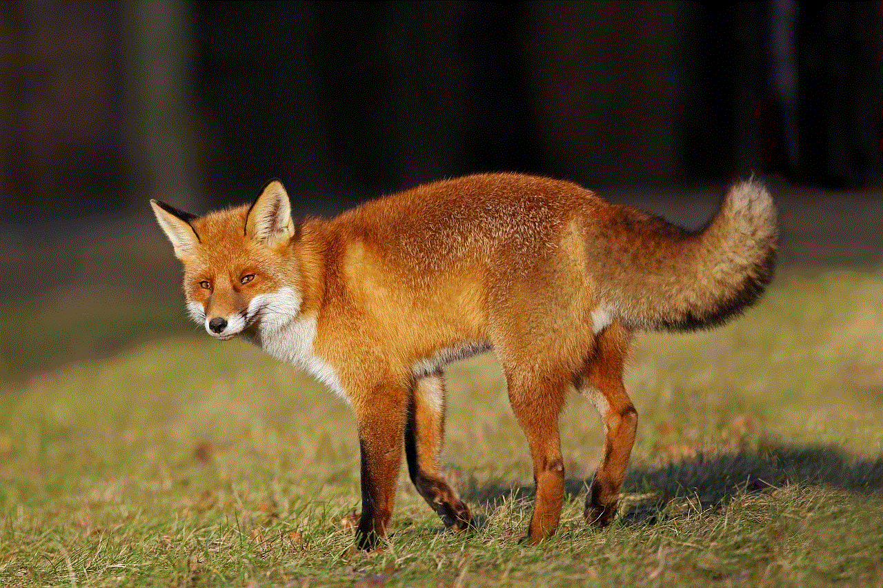 Fox Red Fox