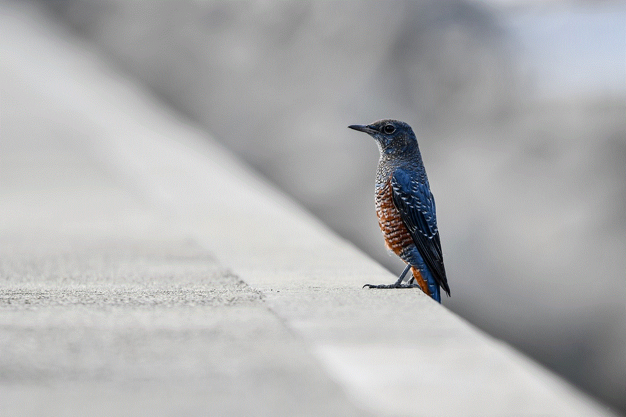 Bird Beak Bird Beak