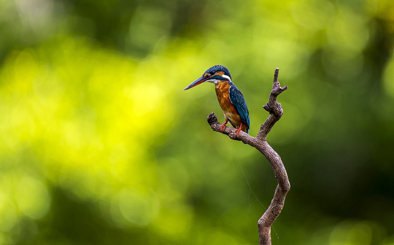 Kingfisher Bird