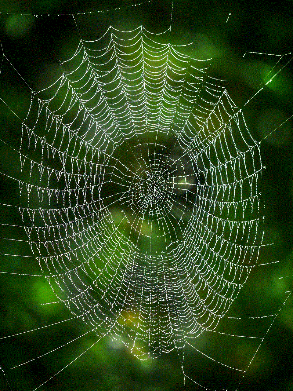 Web Spider Web
