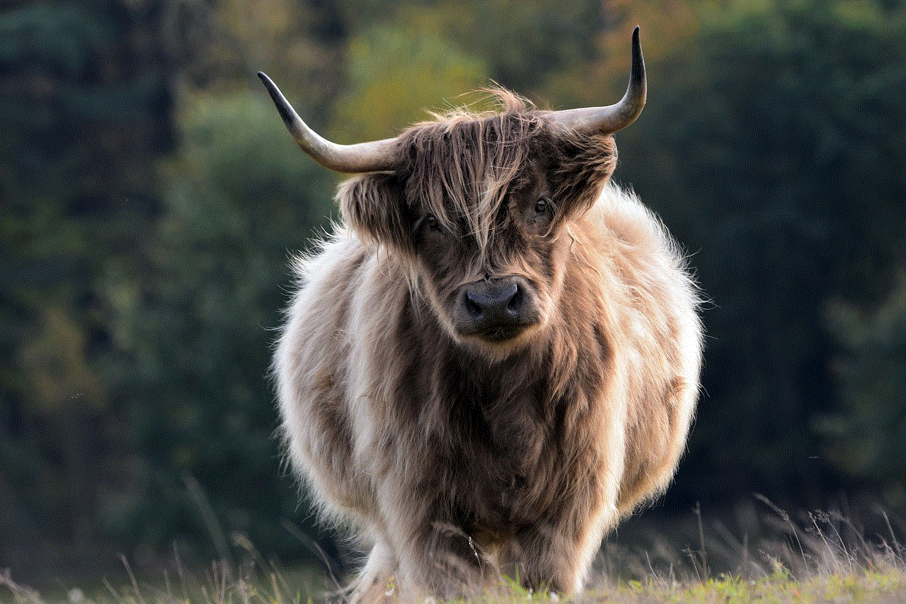 Bull Cattle