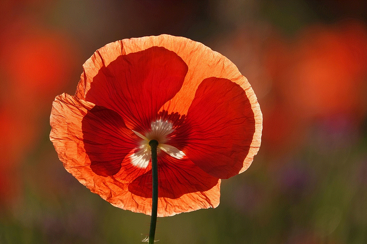 Poppy Flower Wallpaper