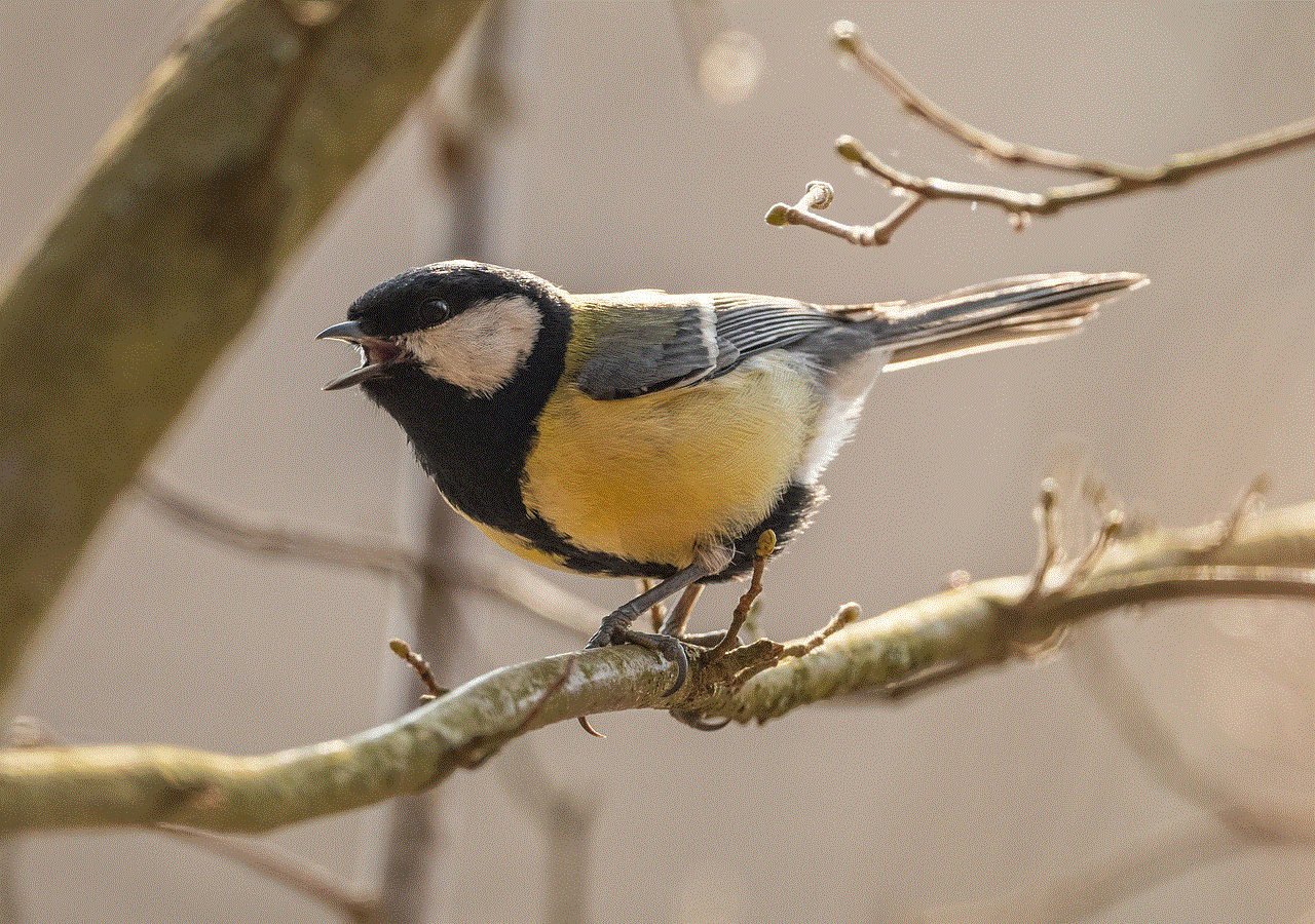 Bird Beak Bird Beak
