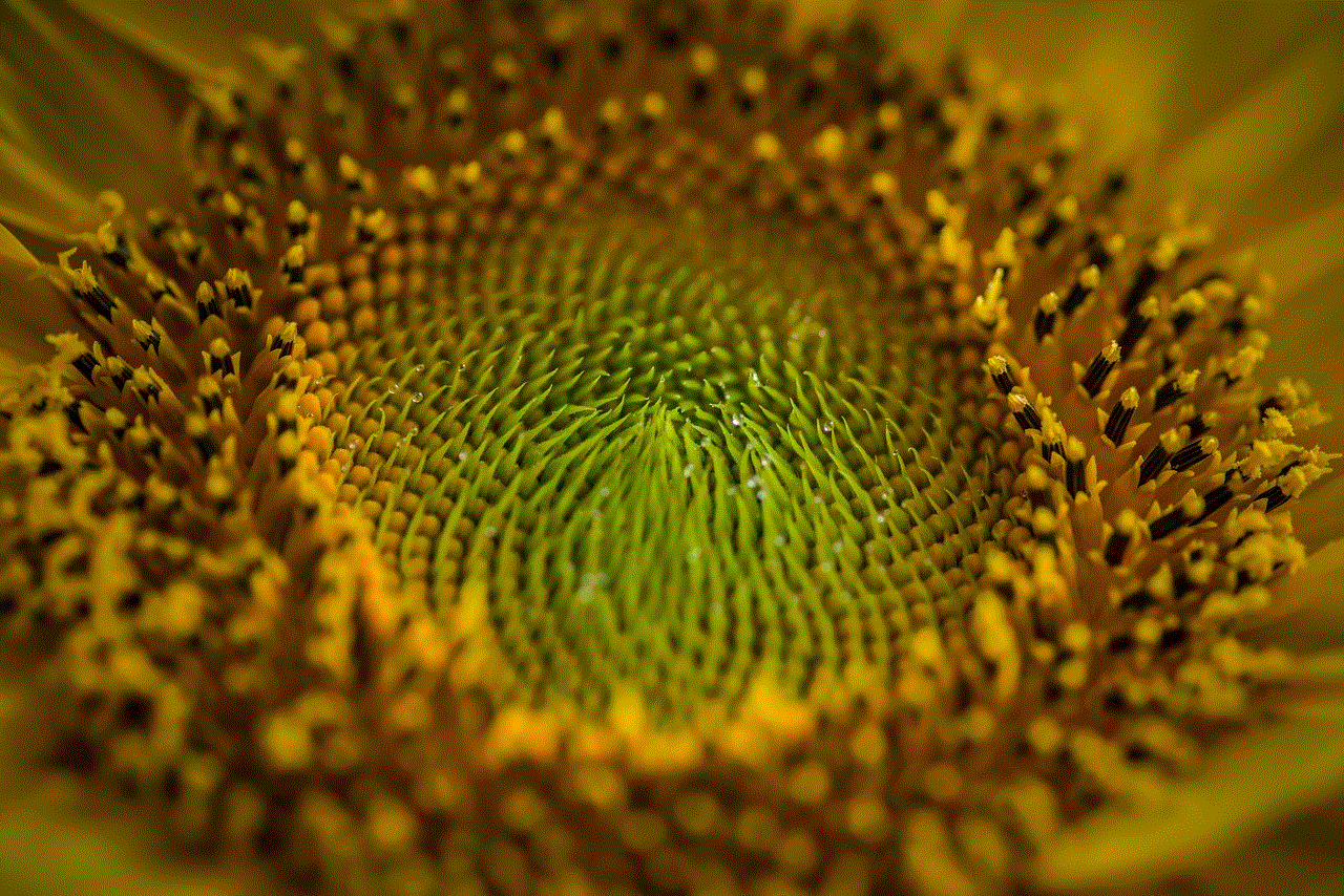 Sunflower Flower