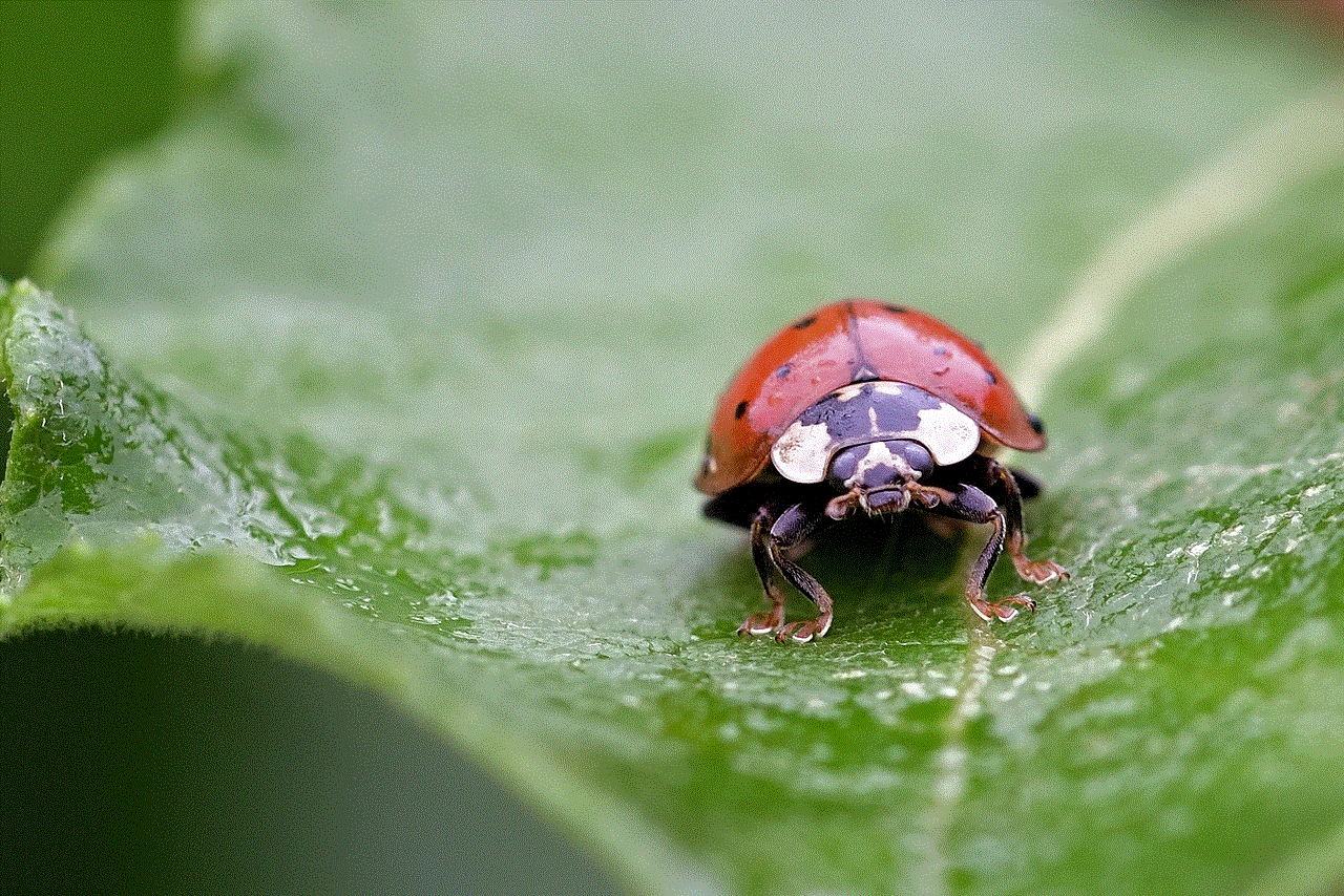 Ladybug Beetle