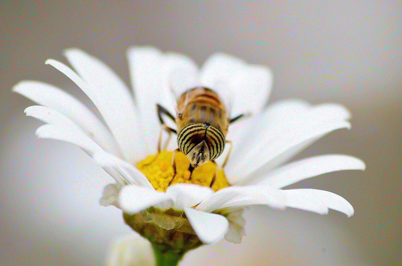 Bee Insect