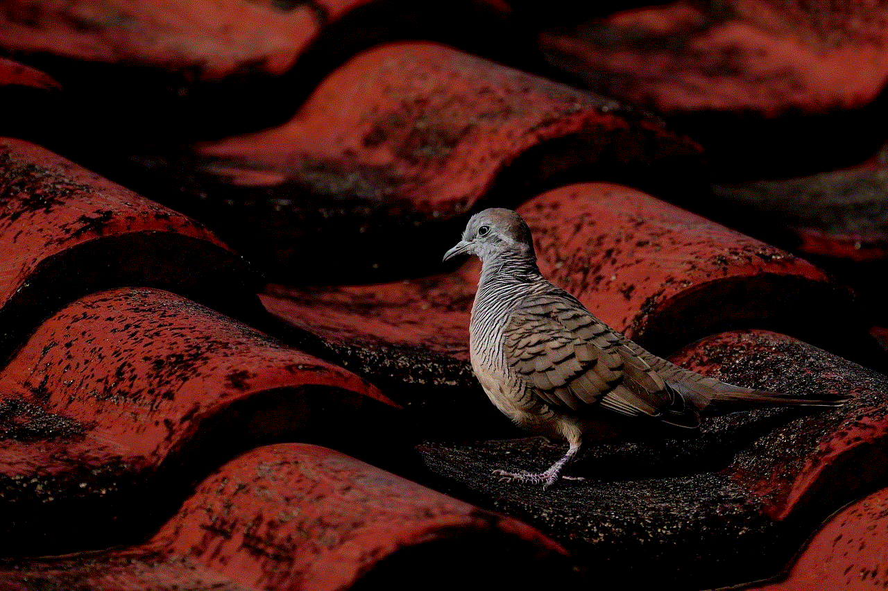 Zebra Dove Bird