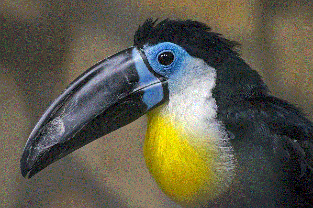 Toucan Bird