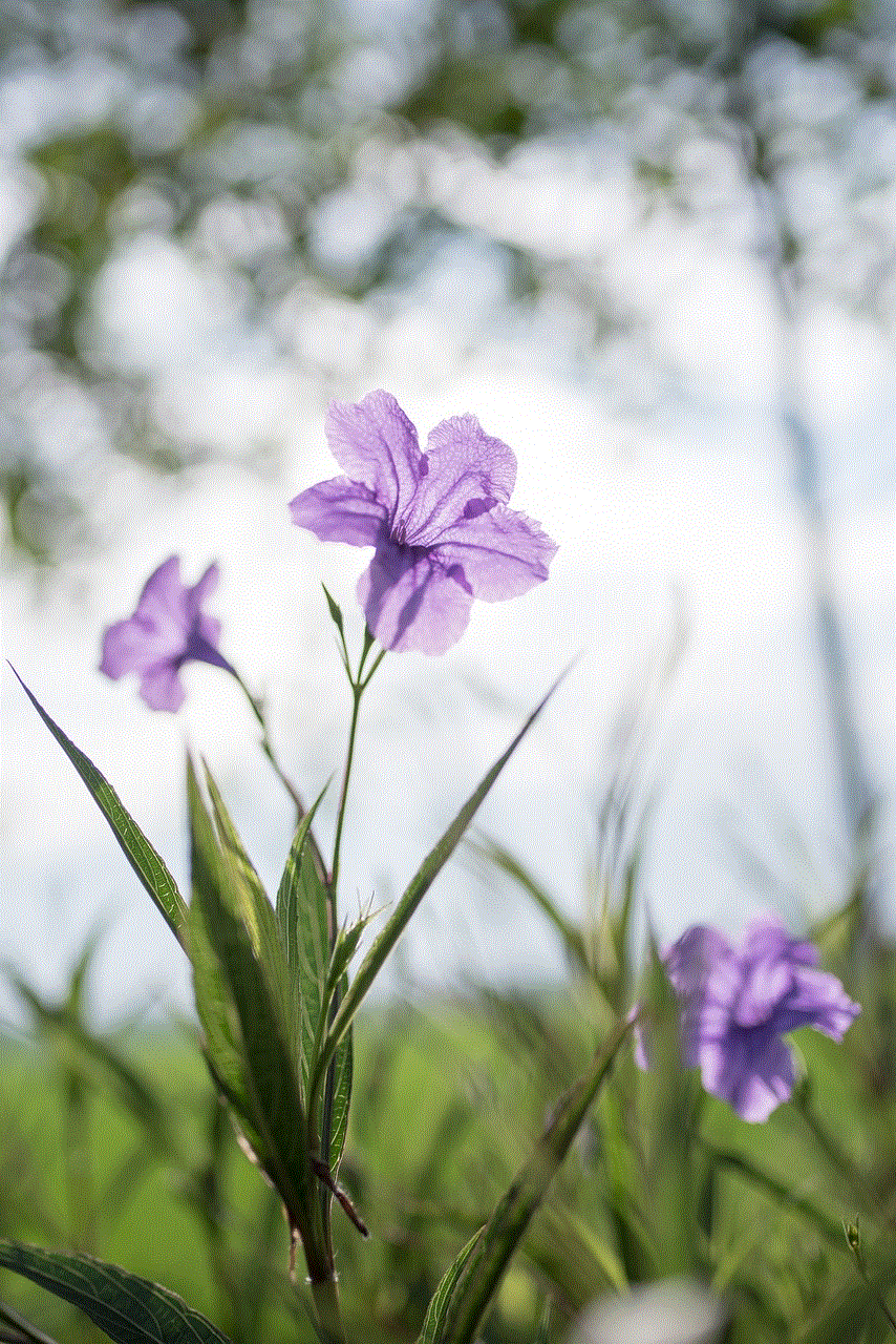 Flowers Petals