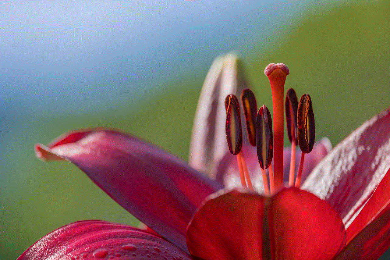 Lily Flower