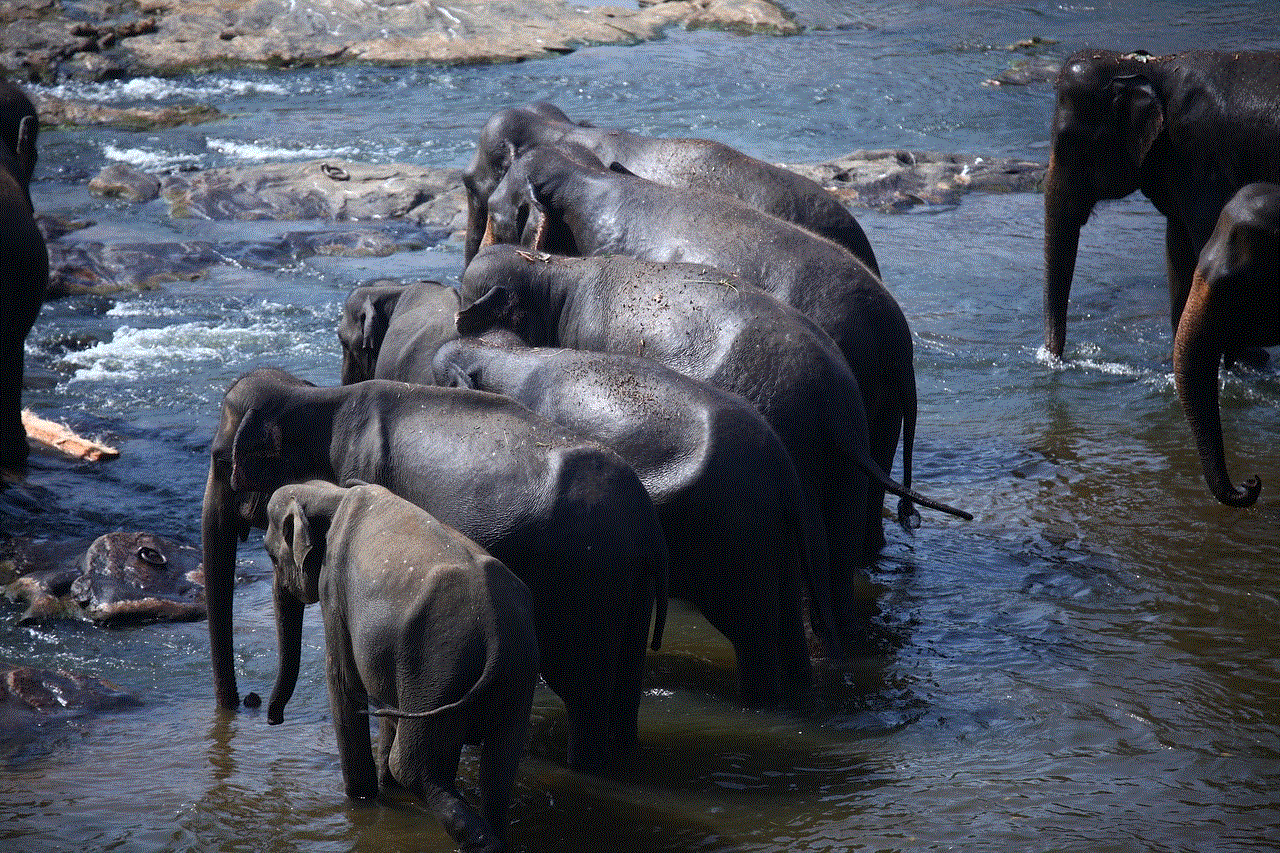 Elephants Herd