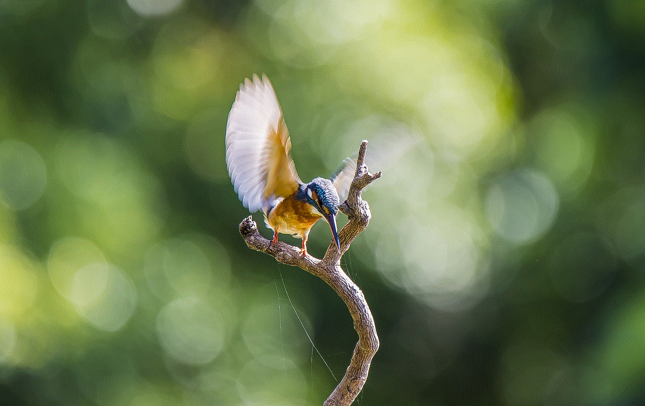 Kingfisher Bird