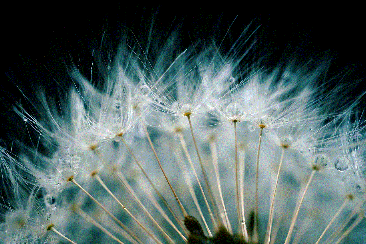 Dandelion Flower