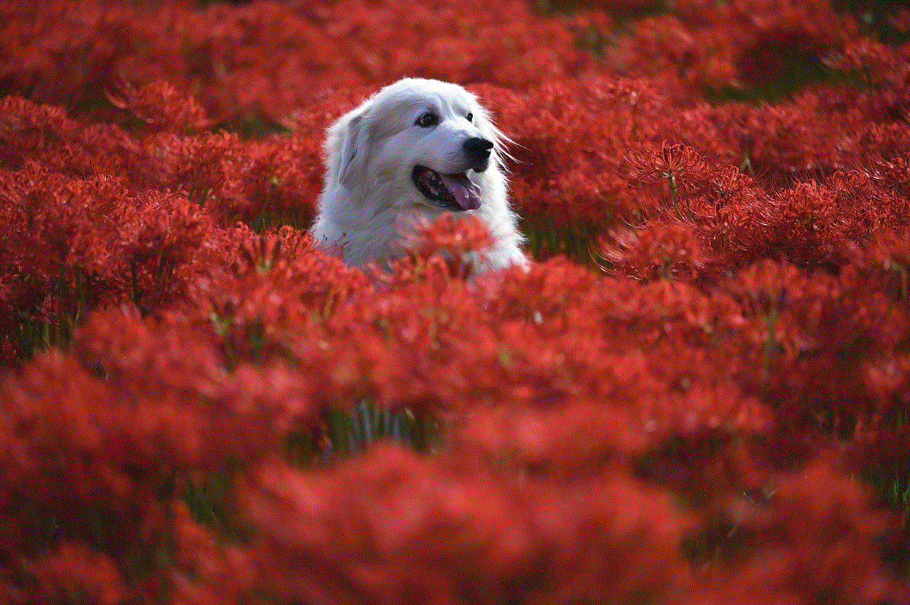 Animal Flowers