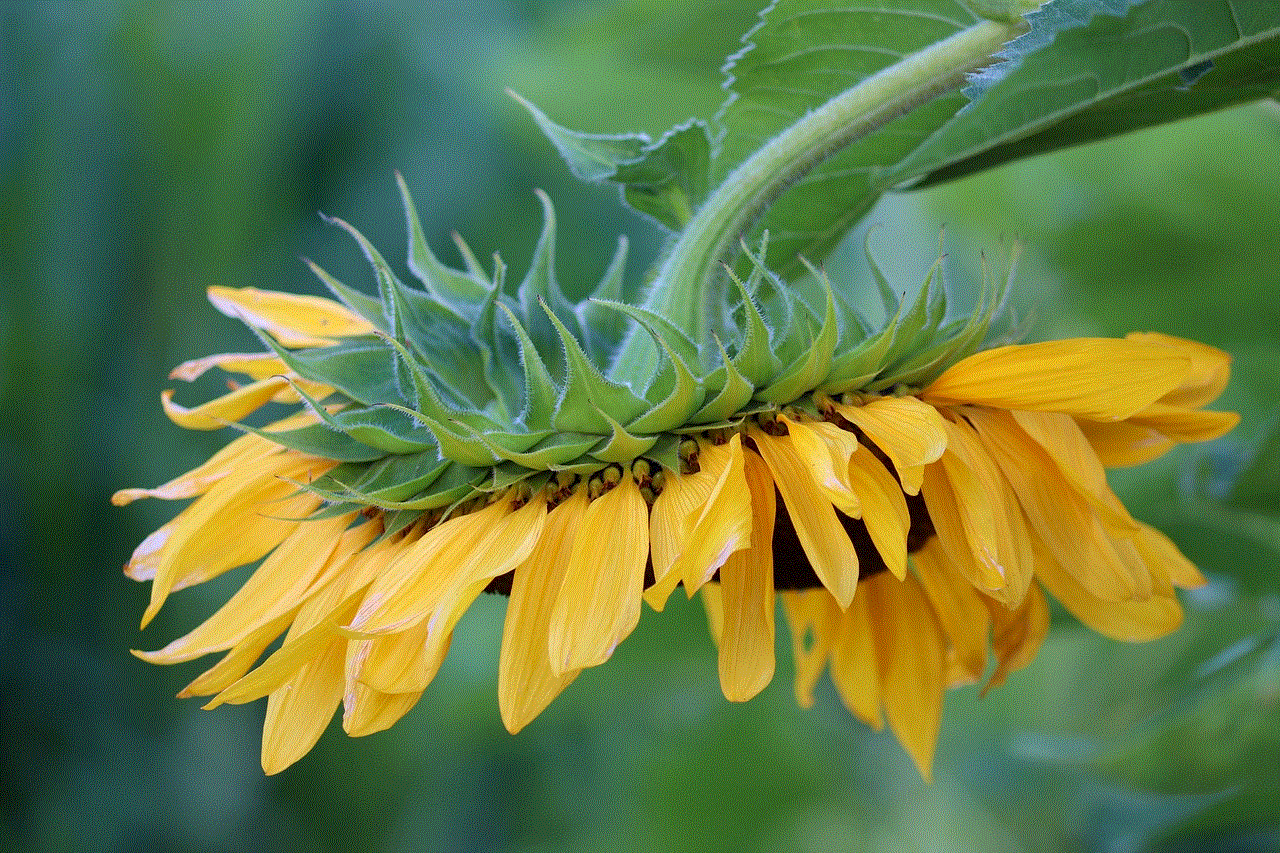 Sunflower Nature