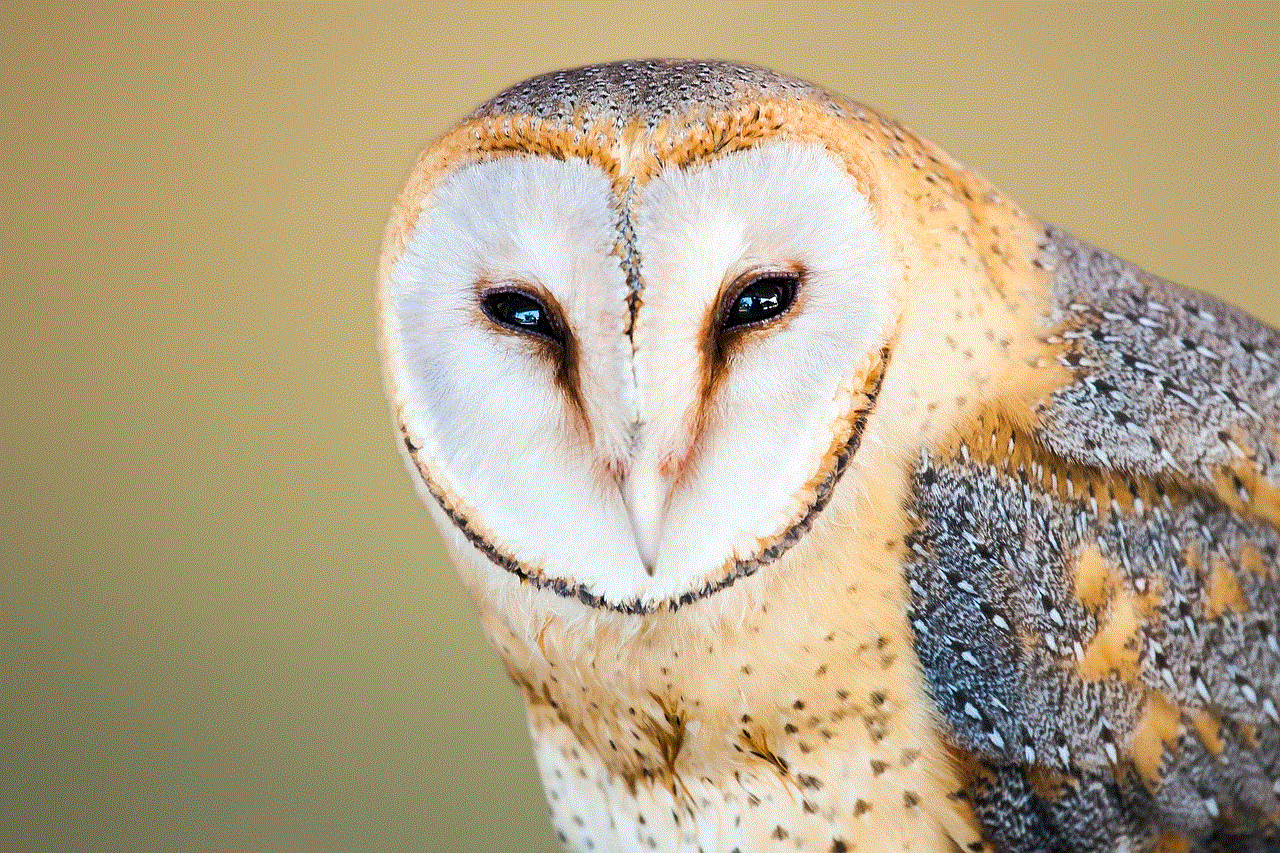 Barn Owl Owl