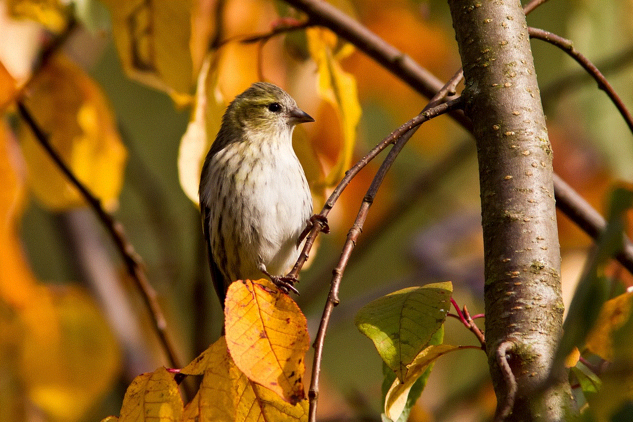 Sparrow Bird