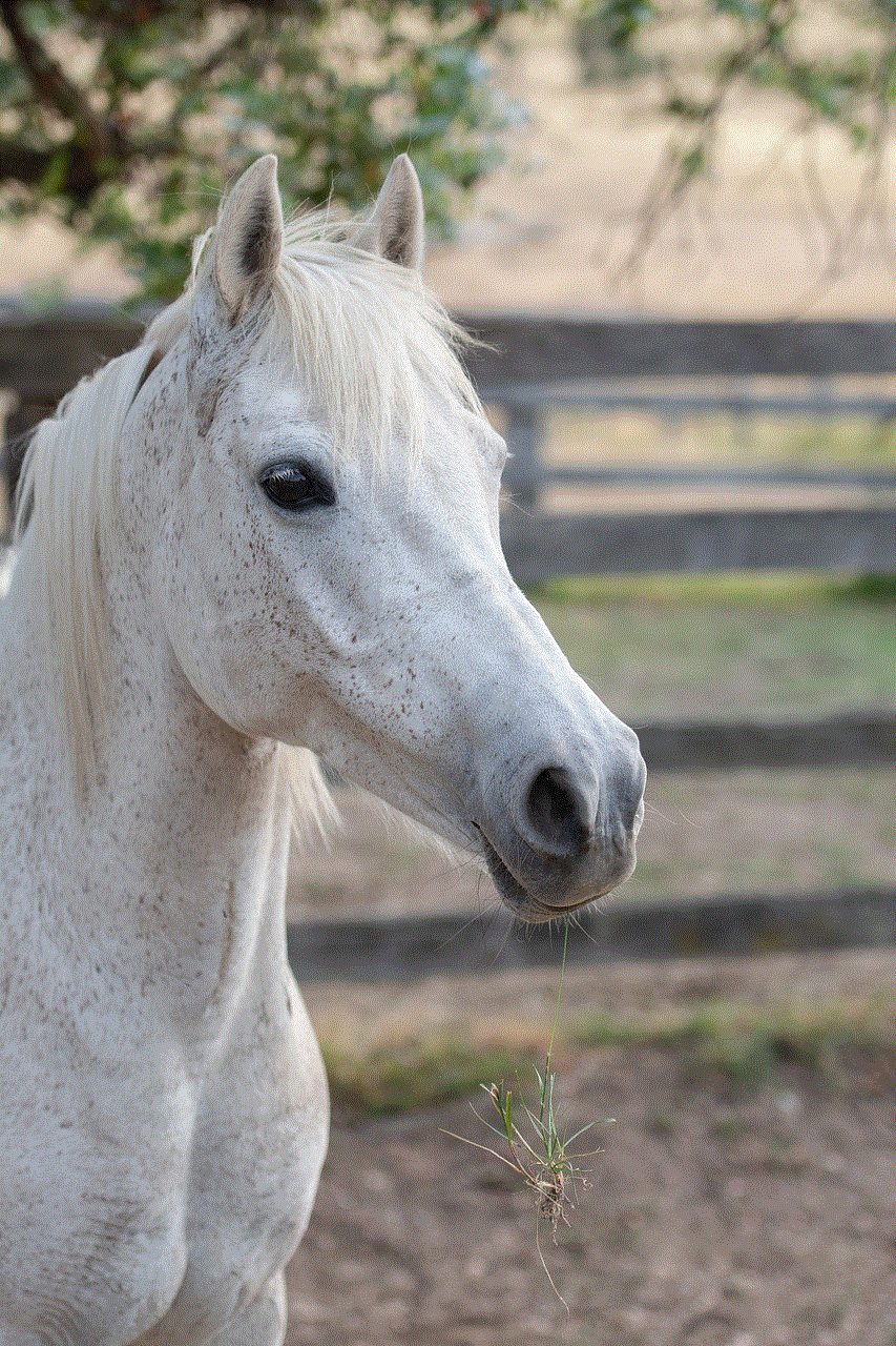 Animal Horse