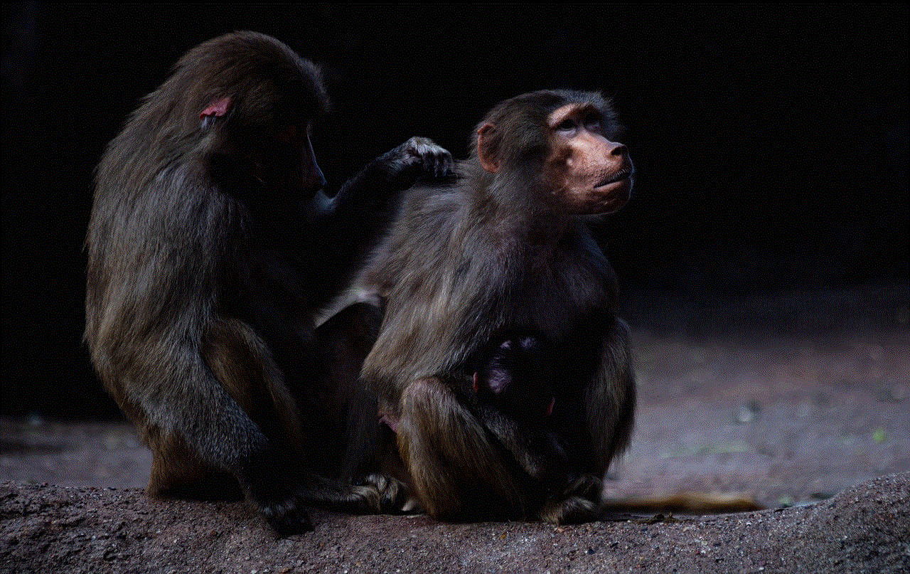 Baboons Monkeys