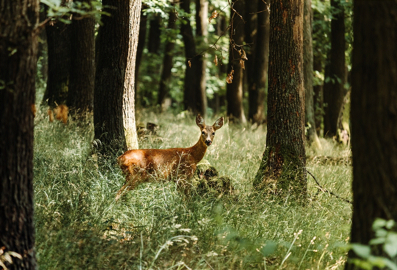 Deer Fawn