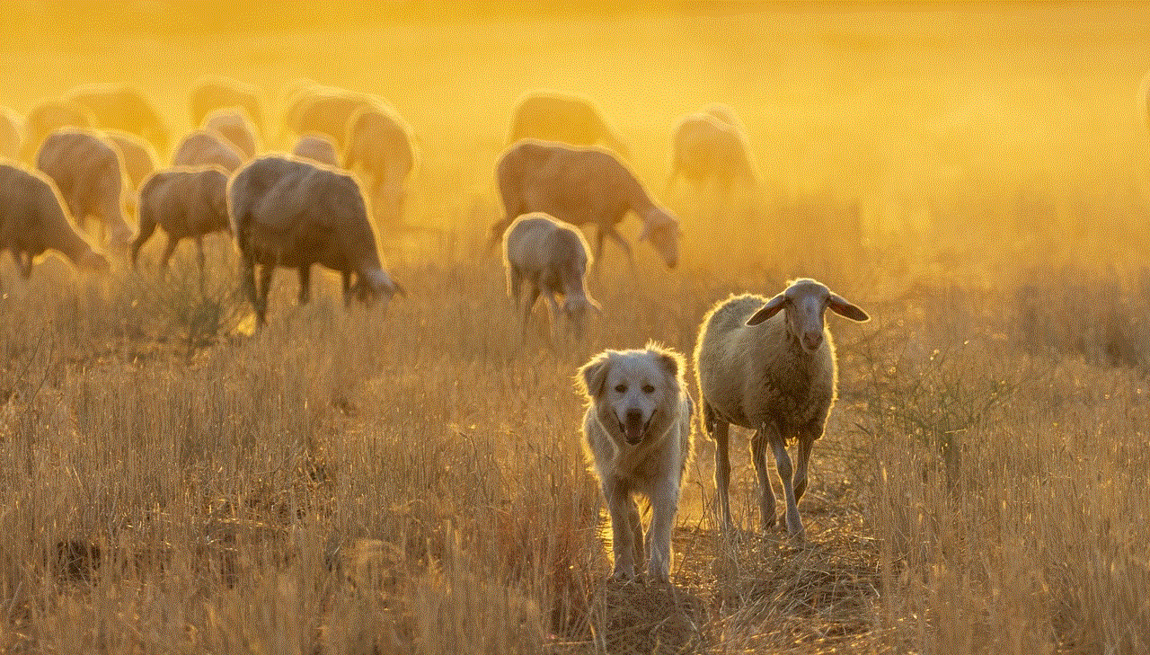 Sheep Herd