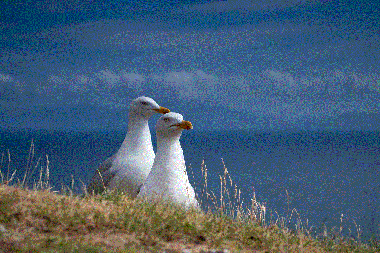 Seagulls Birds