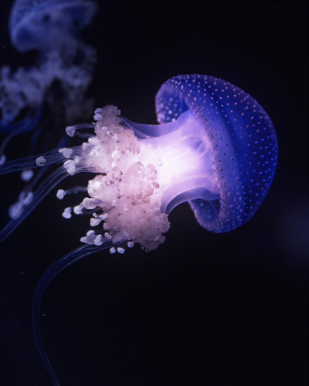 Jellyfish Tentacles