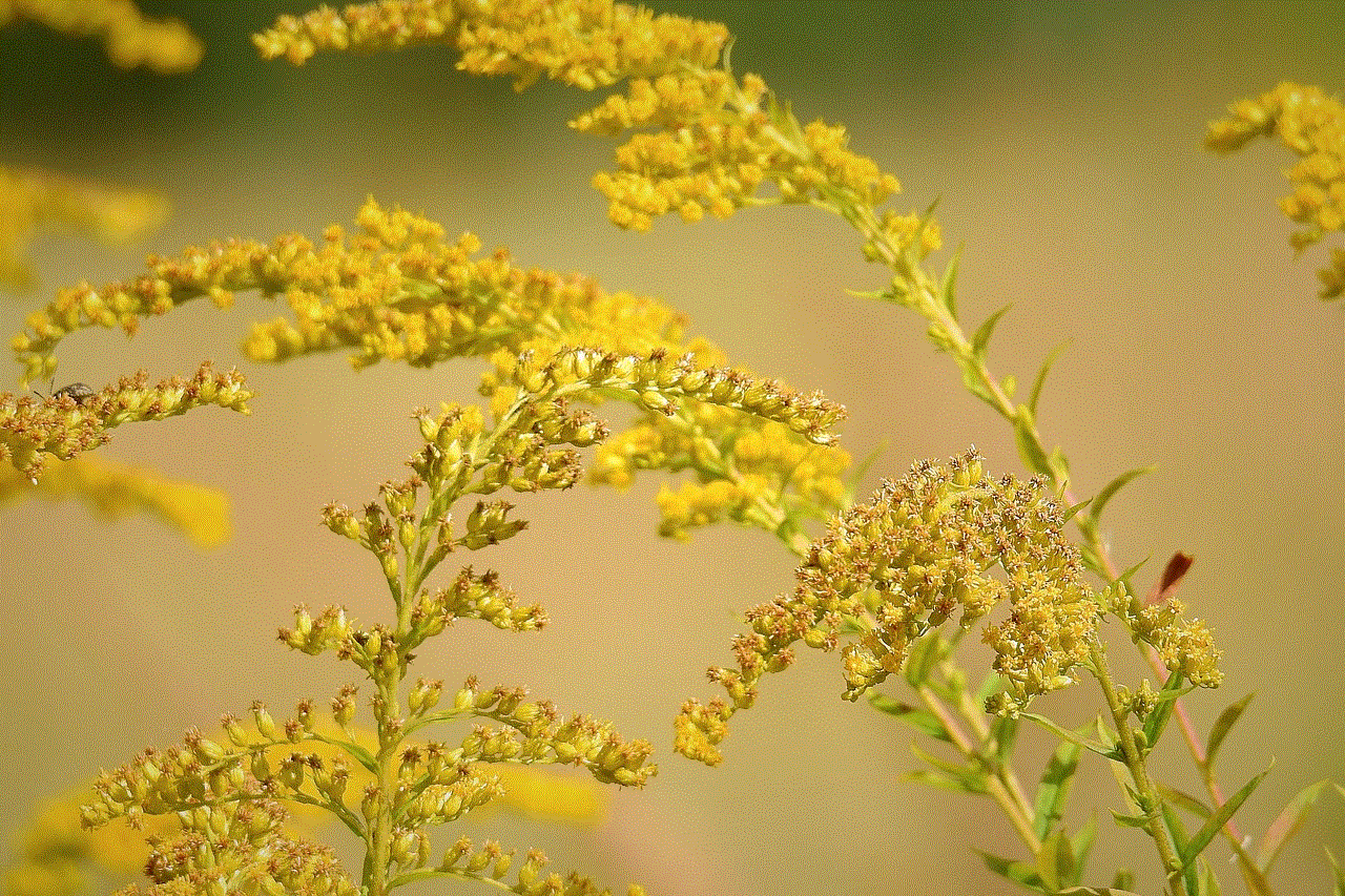 Giant Goldenrod Yellow Flowers