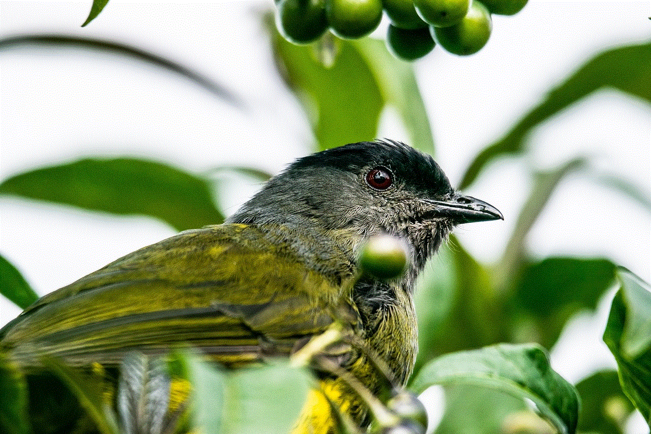 Bird Capulinero