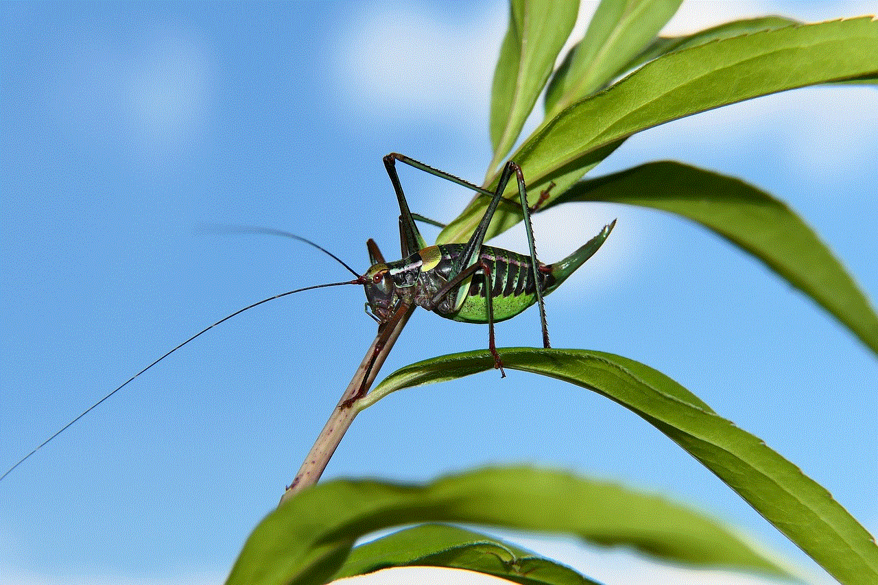 Wart-Biter Bush Cricket Insect