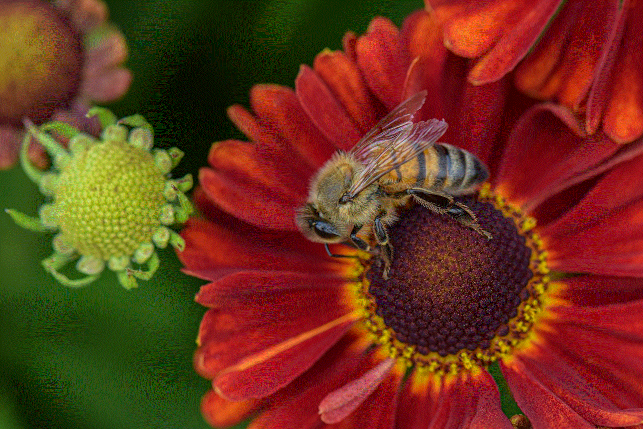 Flowers Bee