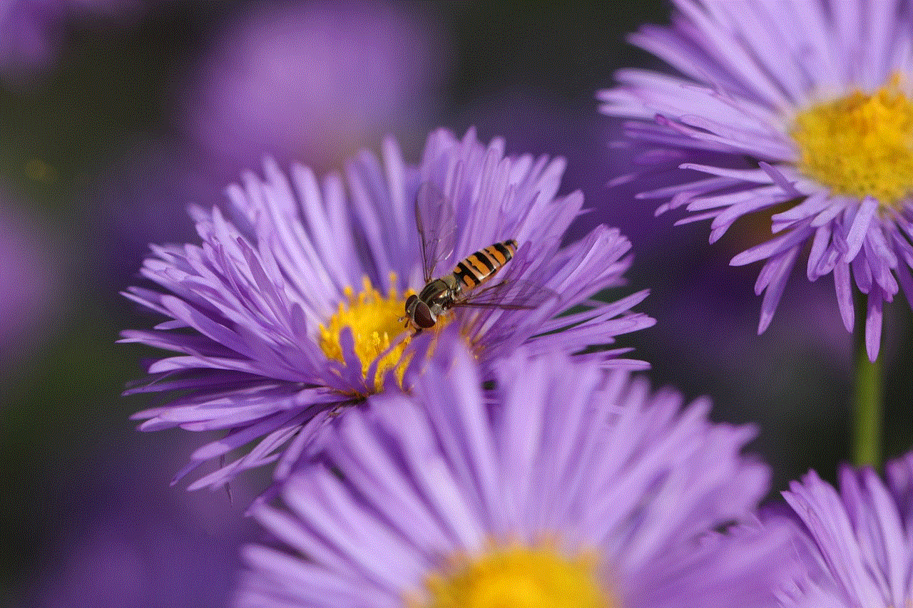 Flower Hoverfly