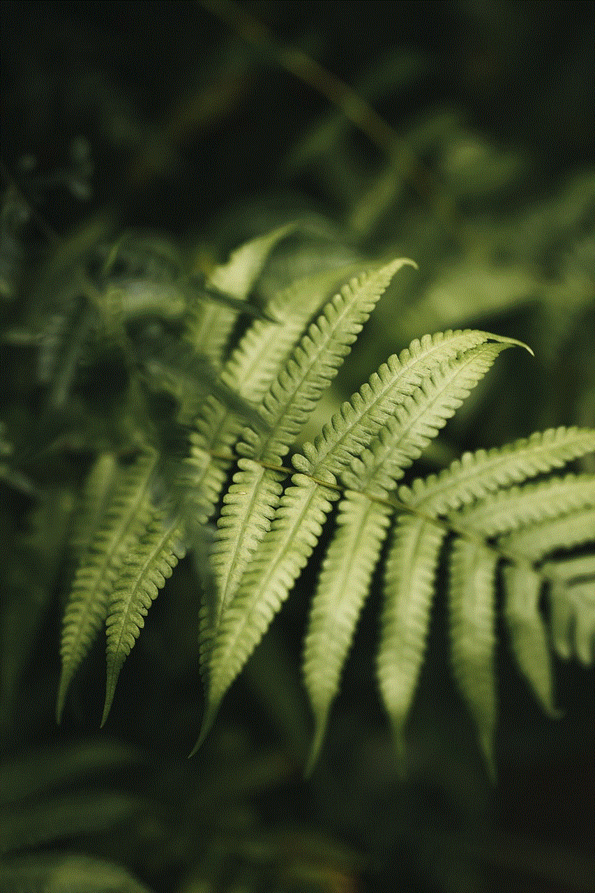 Ferns Fronds