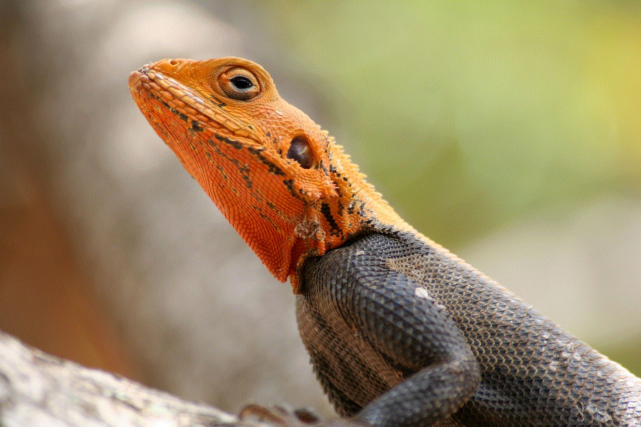 Lizard Reptile