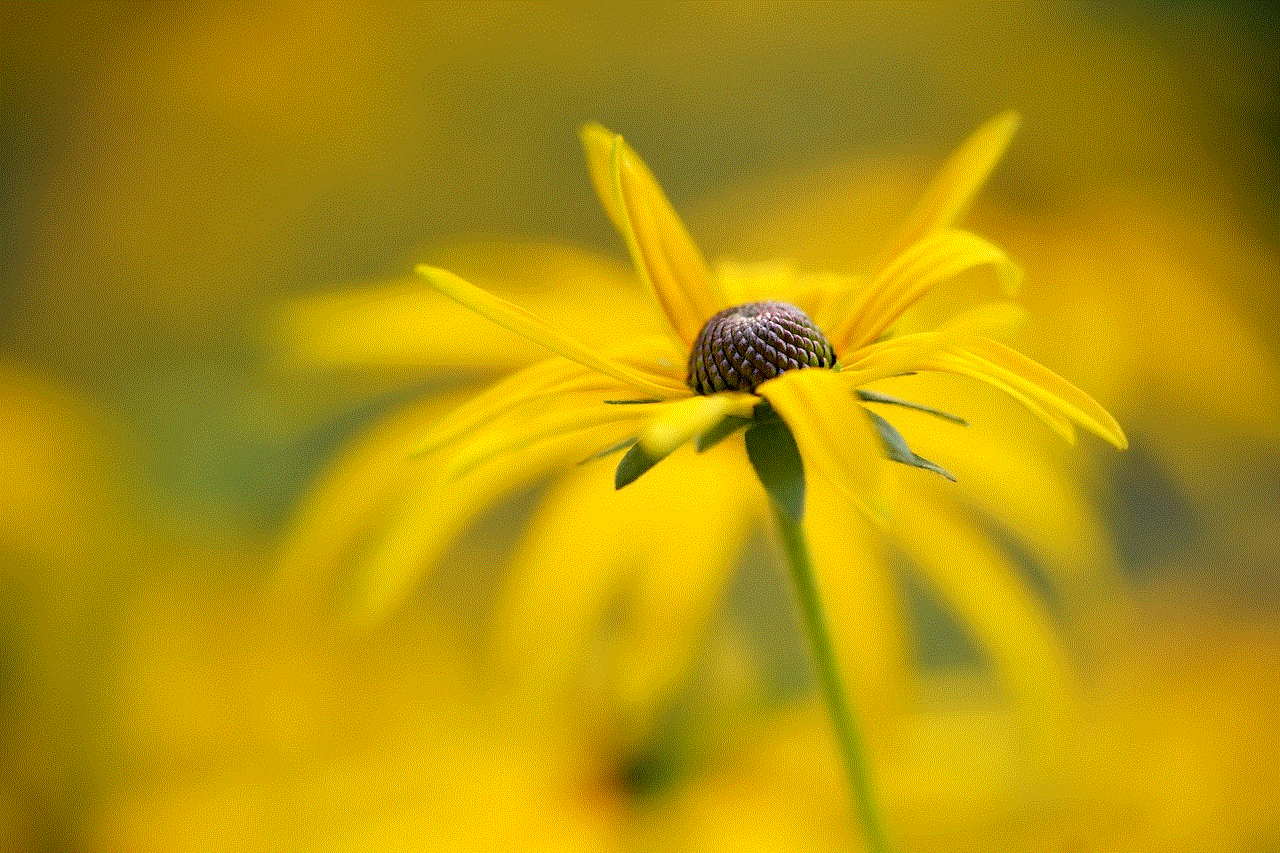 Flower Coneflower