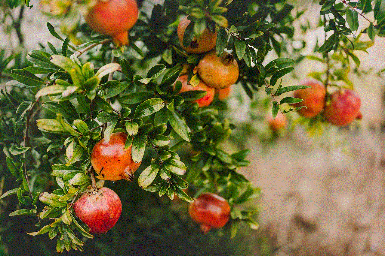 Pomegranate Fruit