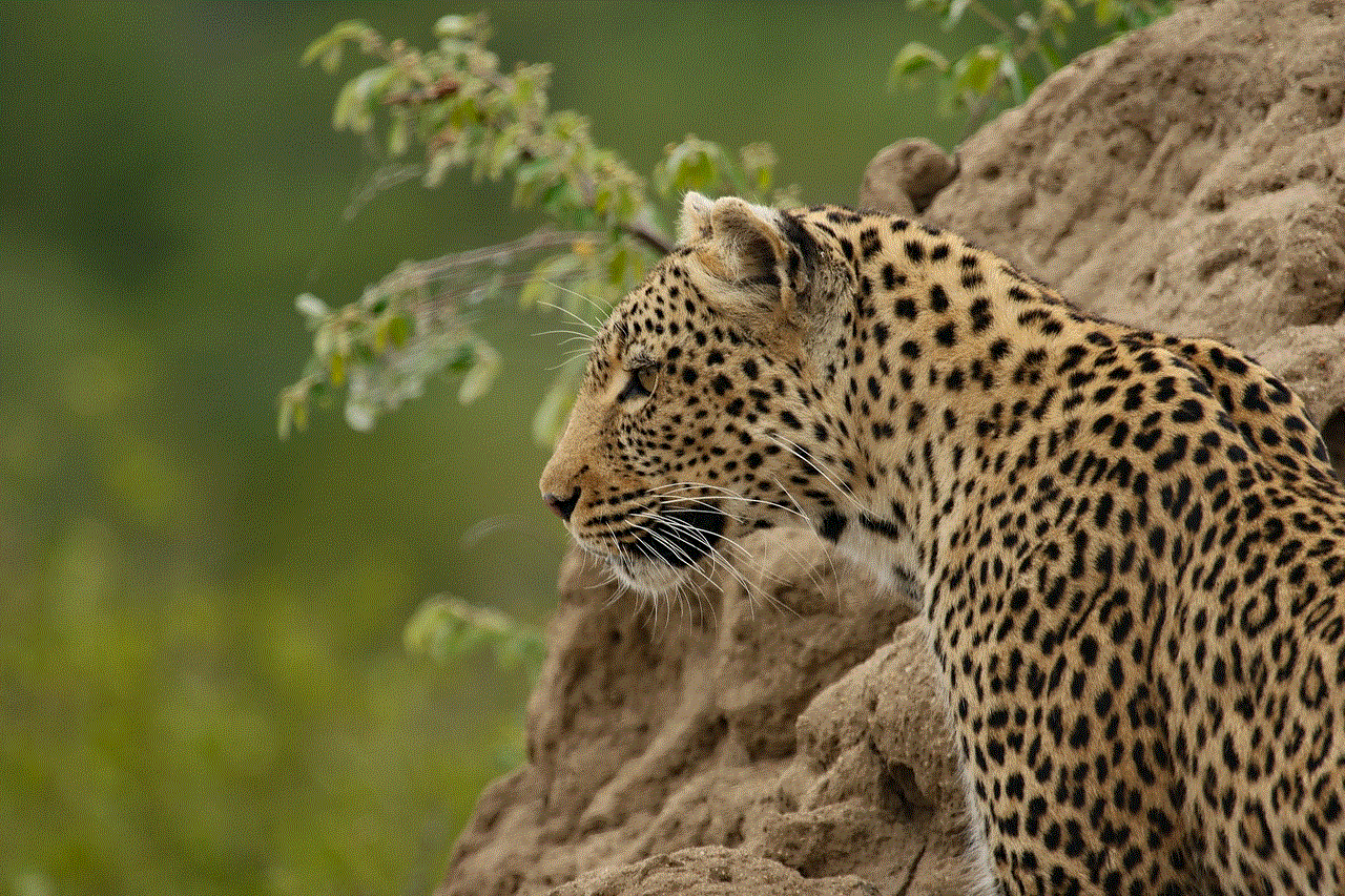 Leopard Mammal