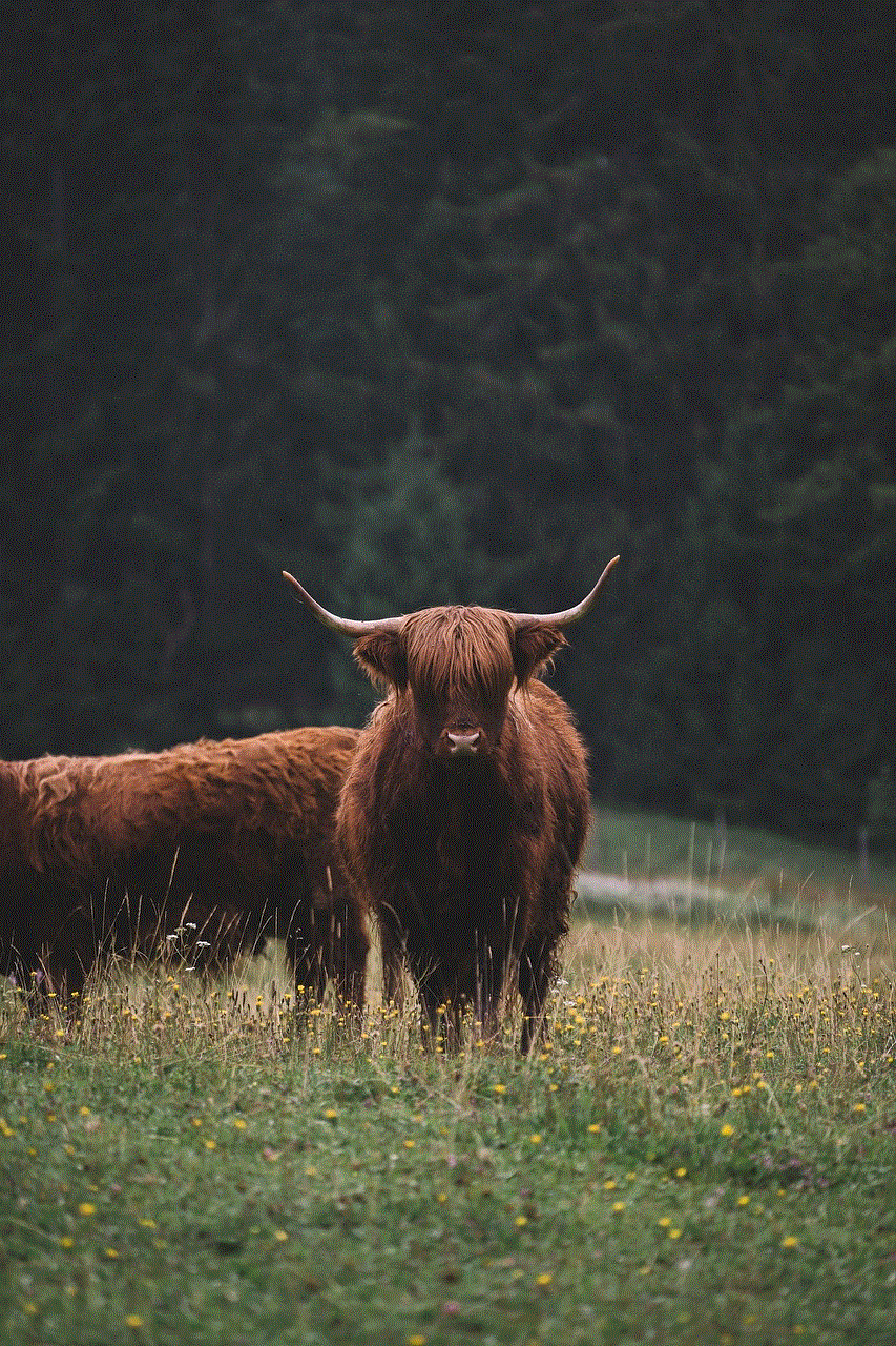 Animal Highland Cattle
