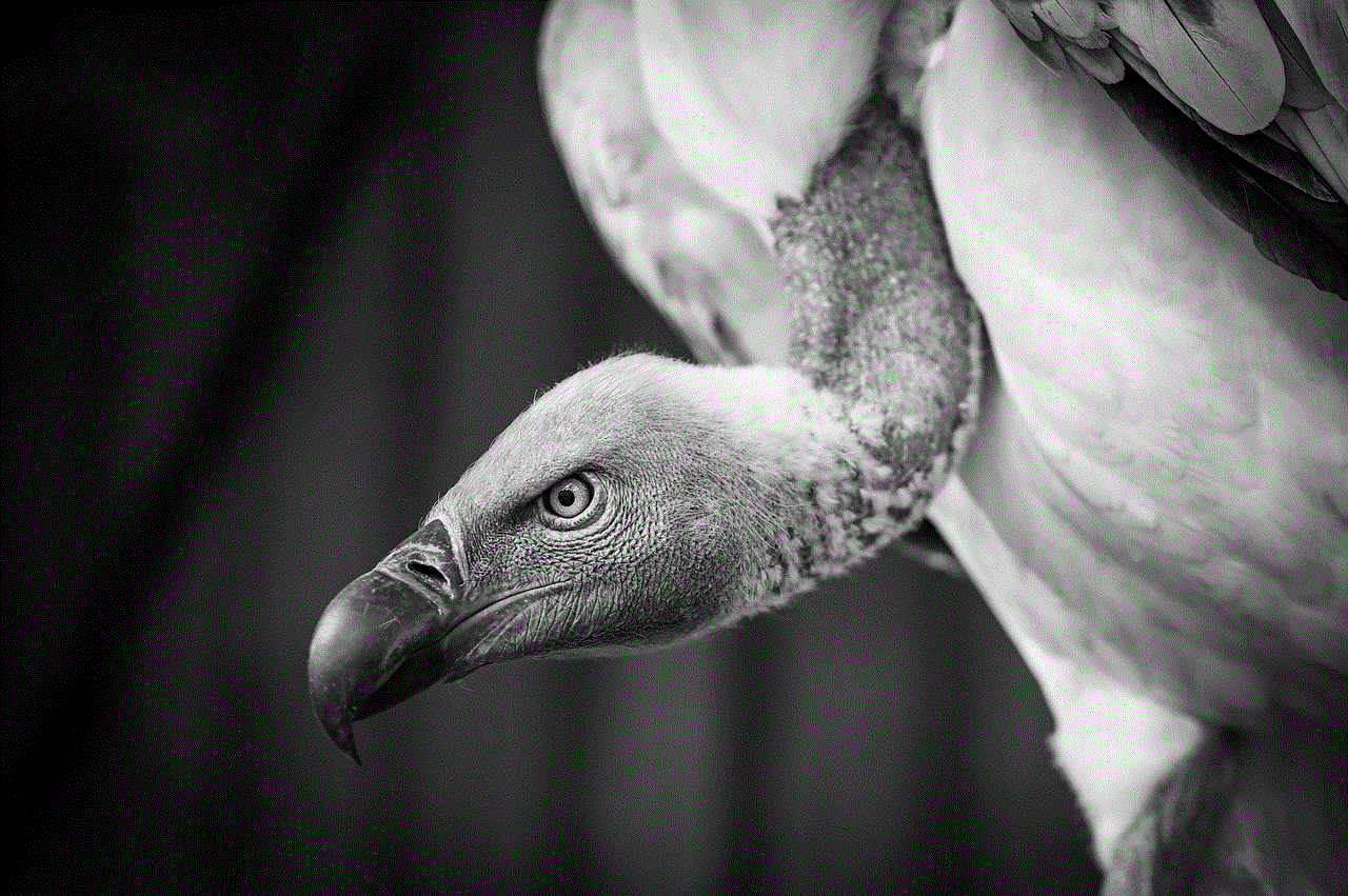 Bird Vulture Bird Vulture