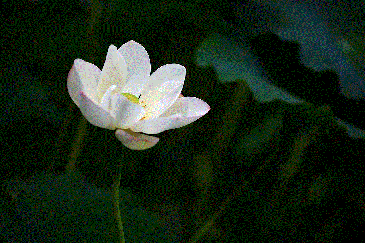 Lotus Water Lily