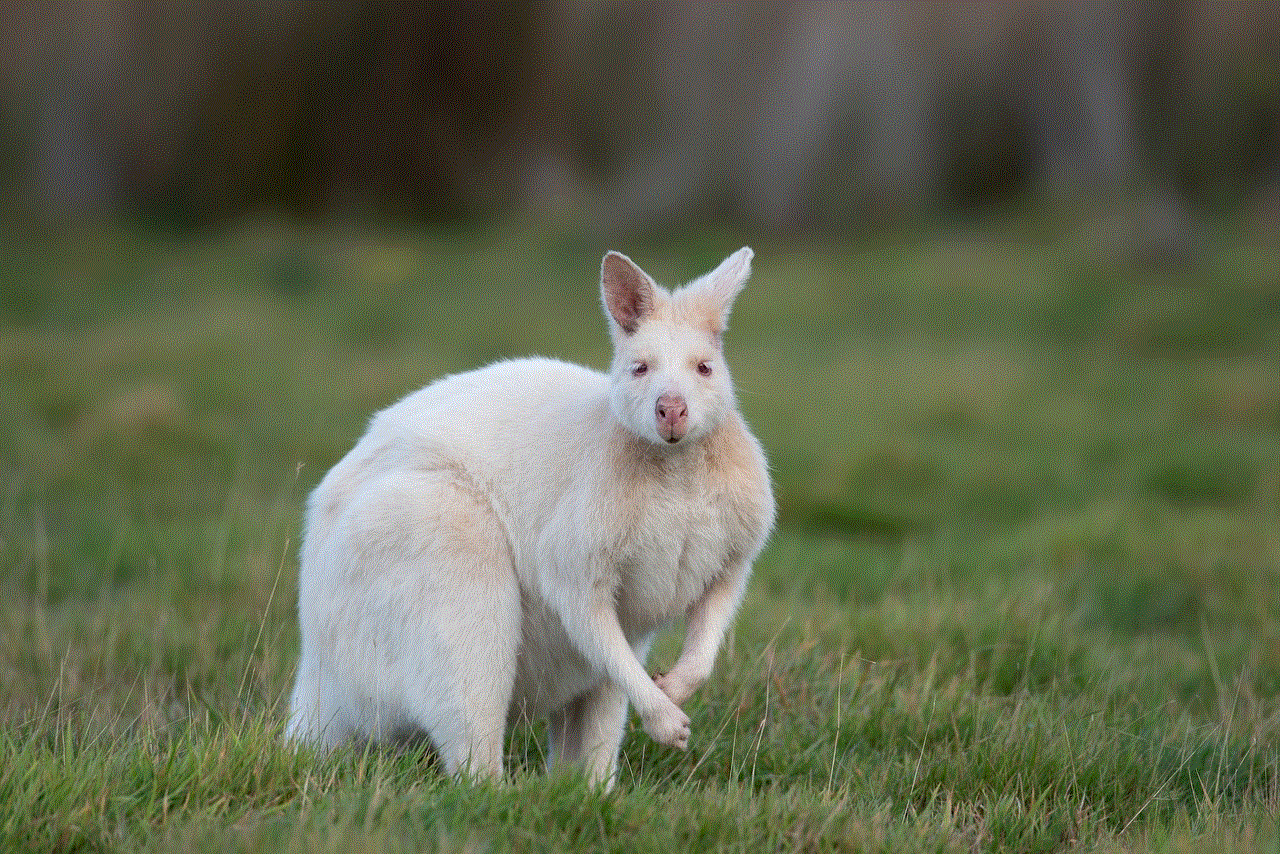 Wallaby Nature