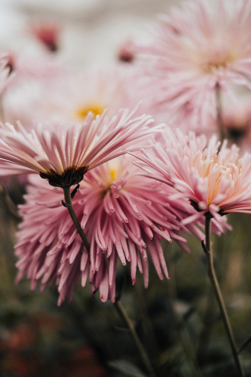 Flowers Pink Flowers