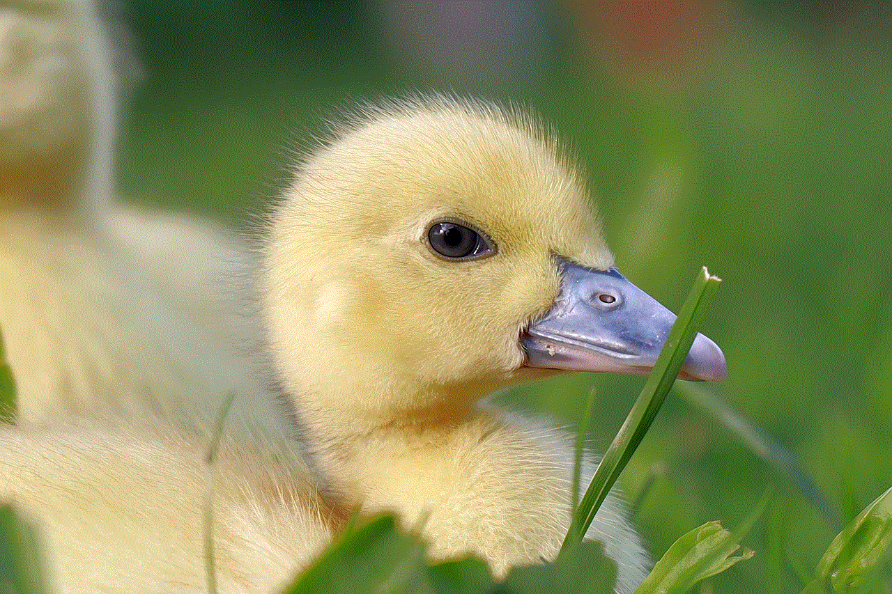 Duckling Bird