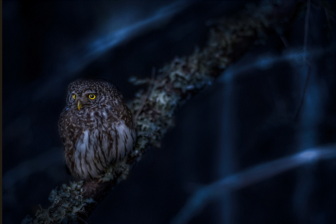 Eurasian Pygmy Owl Owl