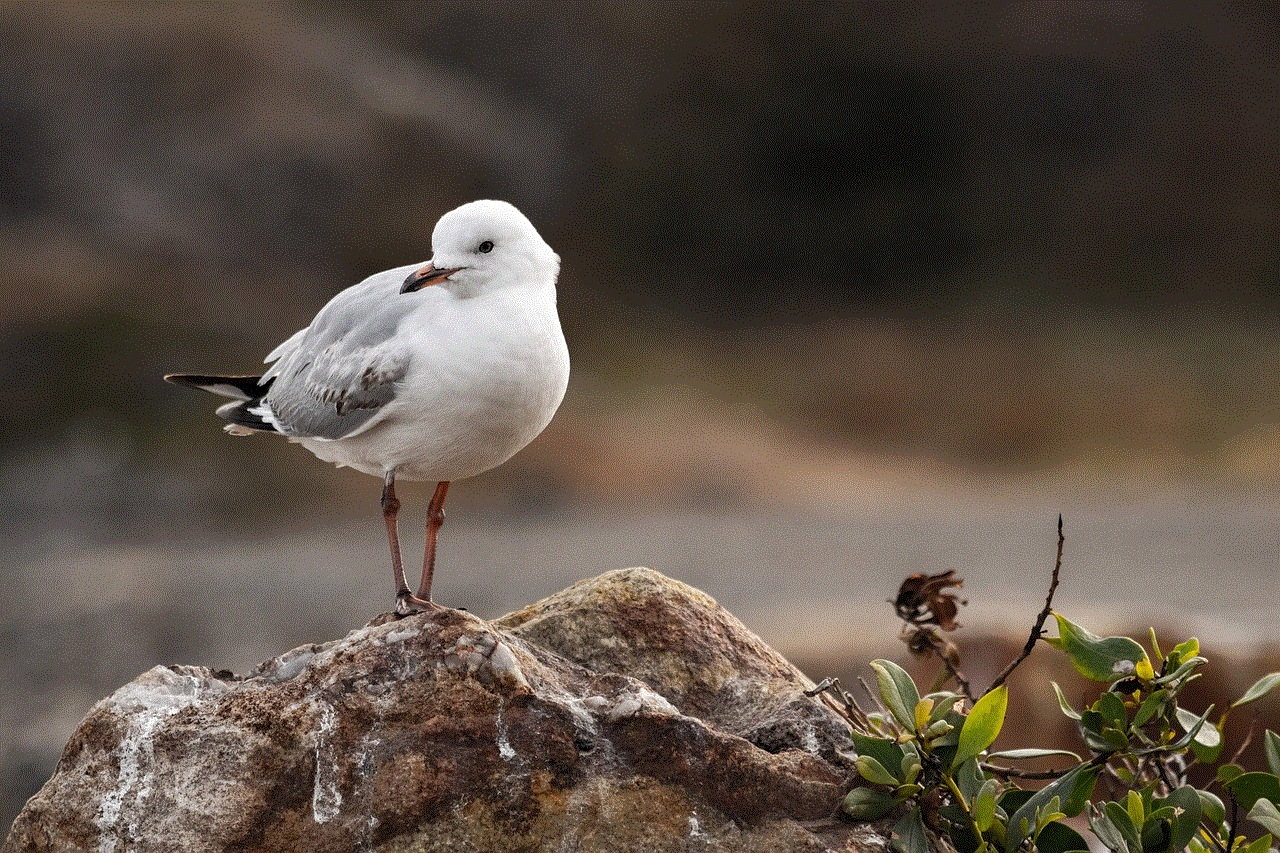 Seagull Bird