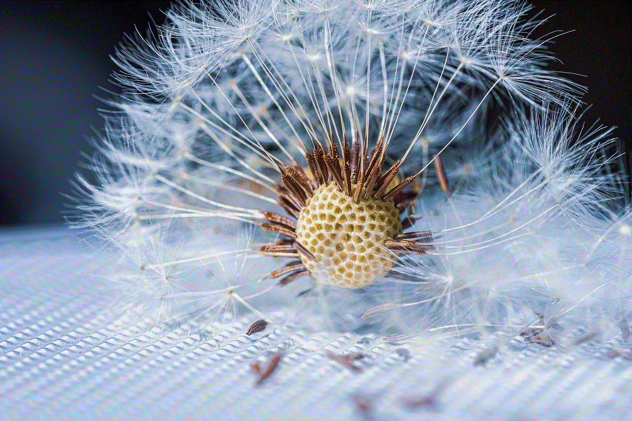 Dandelion Dandelion Seeds