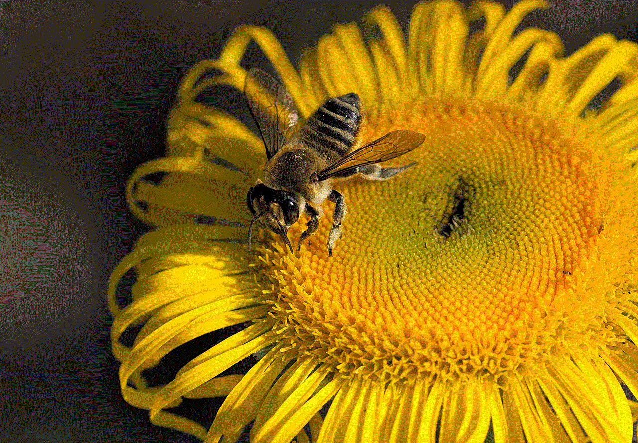 Bee Insect