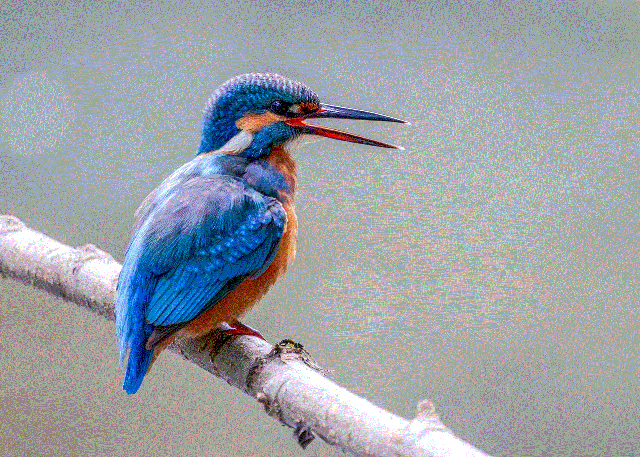 Bird Kingfisher
